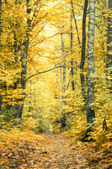 Obraz premium footpath in fall forest