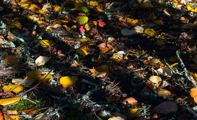 Shadows on Fall forest floor