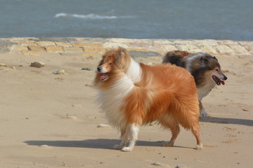 Collies tollen am Strand herum