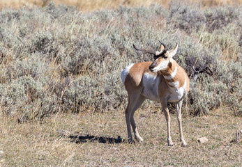 Antelope