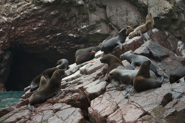 Grupo de lobos marinos (o leones marinos)