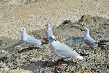 Treffpunk Futterplatz