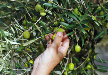 Recogida de las aceitunas en el olivar