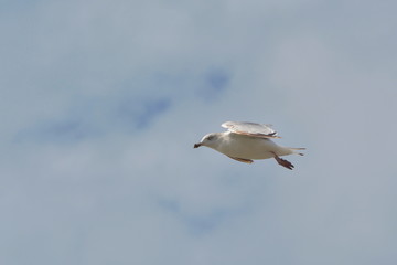 Möwe segelt im Gegenwind