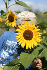 A boy hiding behind a sunflower
