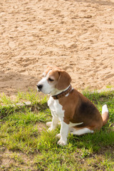 Beagle  relaxing after fun games.