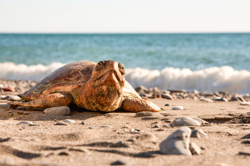 Turtles,reptiles with a unique bony or cartilaginous shell derived from their ribs,serve as protective shields,making them a distinctive order in the animal kingdom.