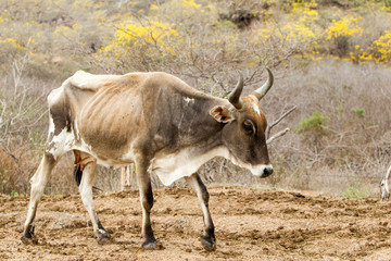 A skinny and malnourished cow with visible signs of illness and depression, representing the severe consequences of malnutrition in livestock animals.
