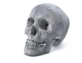 3D Isolated Human Skull.