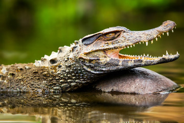 A small caiman and a tortoise in the wilds of Ecuador's Amazonia, surrounded by crocodiles and other animals in Peru and Bolivia. - obrazy, fototapety, plakaty