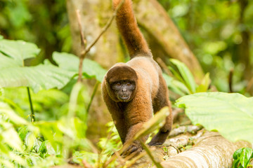 A woolly monkey from the Ecuadorian jungle, known as Chorongo, takes a leisurely walk through the...