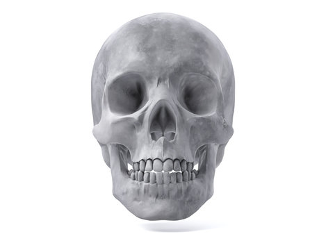 3D Isolated Human Skull.