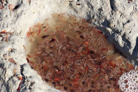 crustaceans Artemia in a puddle of water of the Aral sea