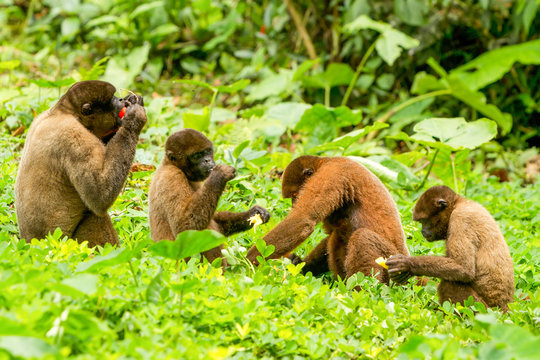 A family of woolly monkeys swing through the lush Amazon rainforest in Ecuador, led by a Chorongo monkey in their wild and diverse animal group.