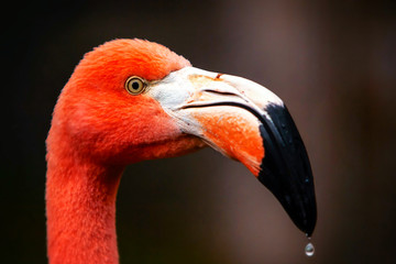 An isolated flamingo head with a striking eye and a captivating face, exuding elegance and grace.