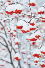 Winter landscape with snow-covered clusters of a mountain ash