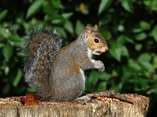 Close up of a grey squirrel on a tree trunk eating nuts