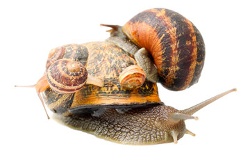 Discover creative and affordable ways to live on a tight budget with a delightful family of snails,embracing a low cost lifestyle.