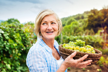 Woman harvesting grapes