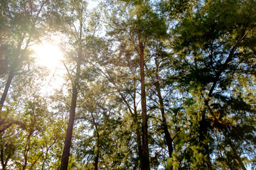 ray lighting at morning forest 