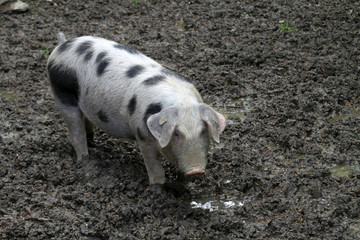 Buntes Bentheimer Schwein