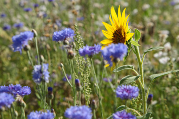 Tournesol dans une jachère fleurie