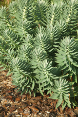 Euphorbia rigida