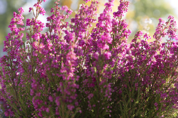 A close up on a set of pink flowers on a balcony