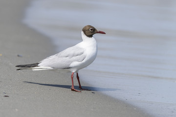 Gabbiano