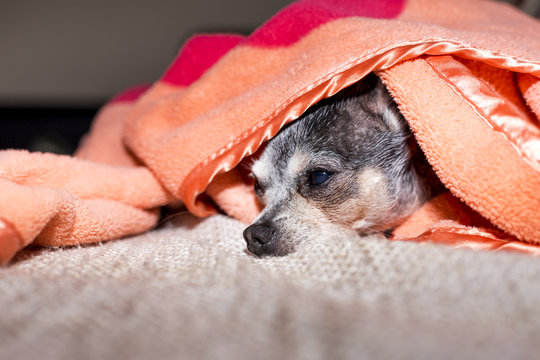 Closeup of a sad chihuahua dog under the blanket