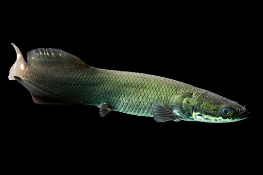 A close-up of a juvenile arapaima (pirarucu), a giant Amazonian freshwater fish, with iridescent green scales and a sleek elongated body against a black background.