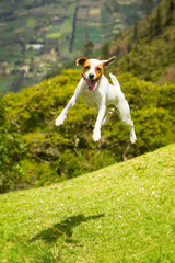 Dog High Jump