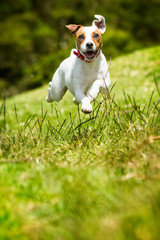 A happy Jack Russell Terrier dog is captured mid-air while jumping and running through the grass in the summer, with a camera capturing the moment.