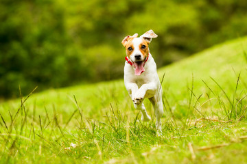A happy Jack Russell terrier jumps in the grass, playing outdoors, with a camera capturing its...