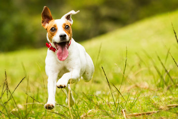A happy Jack Russell terrier puppy is running and jumping towards the camera while playing fetch with a toy.