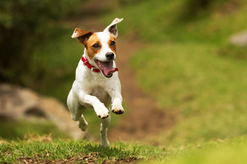 A small Jack Russell Terrier puppy happily jumping and running while playing fetch with its owner in the park. - obrazy, fototapety, plakaty