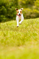 A small, agile puppy with boundless energy joyfully jumps and runs towards the camera on a grassy field, as if flying through the air.