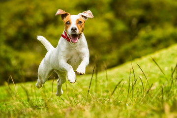 A cute Jack Russel terrier dog happily running and jumping in the summer sun, playing with its...