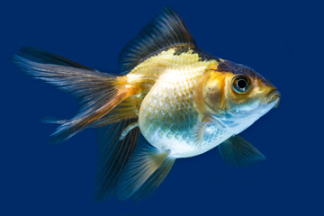 Capture the elegance of a Ryukin goldfish against a tranquil blue backdrop in a premium studio aquarium photograph optimized for top notch SEO