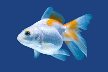 A beautiful goldfish fantail swimming in a blue aquarium bowl, isolated against a plain background.