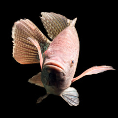 High resolution photograph capturing a substantial five pound tilapia fish providing detailed imagery suitable for educational and visual contexts