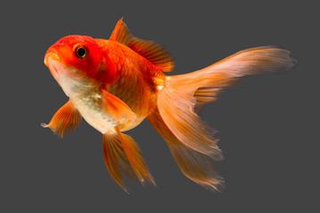 Stunning red cap Oranda goldfish,captured in a high quality studio aquarium shot,beautifully...