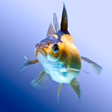 Examine the intricate depiction of a Ryukin goldfish meticulously isolated against a blue backdrop in a high quality studio aquarium photograph