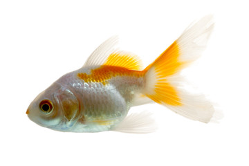A rare white goldfish fry swimming gracefully in a crystal-clear aquarium, its shimmering scales...