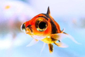 A colorful goldfish swims in a small home aquarium, watching the world through a telescope with its...