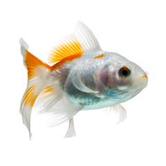 A cute baby goldfish fry swimming in a clear isolated tank with a white background, resembling a...