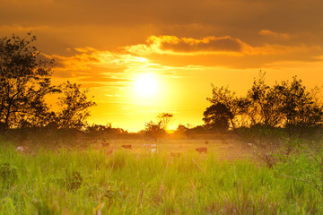 A picturesque village in Esmeraldas, Ecuador with cattle gazing under the sunrise and sunset, surrounded by lush agriculture and beautiful nature.