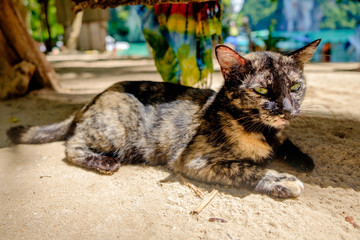 cat is laying on beach