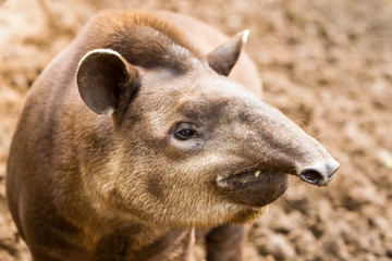Exploring the close up details of an Ecuadorian Brown Tapir provides valuable insights into its unique characteristics and ecological importance in the region
