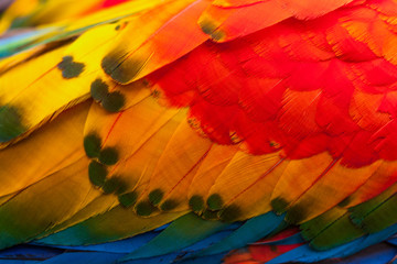 Experience the vibrant,detailed closeup shot of the exotic Ara Macaw's feathers,showcasing nature's stunning color palette.